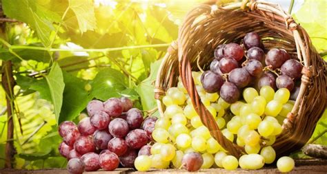 Strugurii: beneficii pentru sanatate