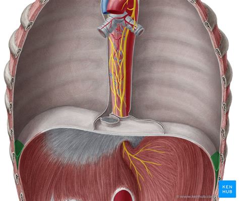 Pleural Anatomy