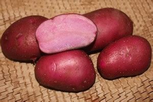 Семенной картофель Розара