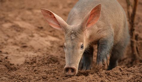 Aardvark | Chester Zoo animals