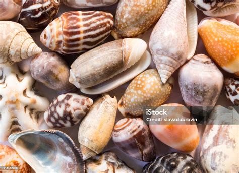 latar belakang kerang laut  beragam kerang kecil closeup templat