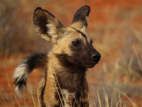 african wild dog poster