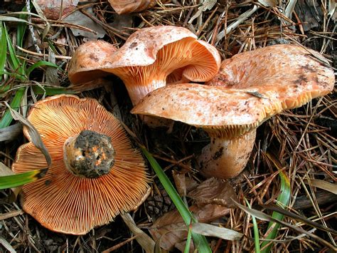 Echter Reizker / Lactarius deliciosus ( J.E.Lange) Gray. - Pilzverein ...