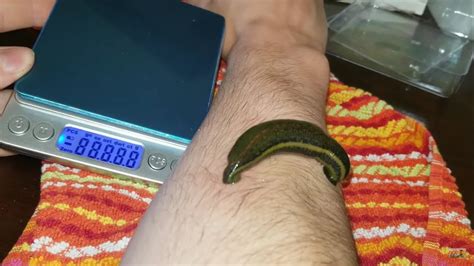 Feeding Pet Leech, How Much Weight Will It Gain, Leech facts - YouTube