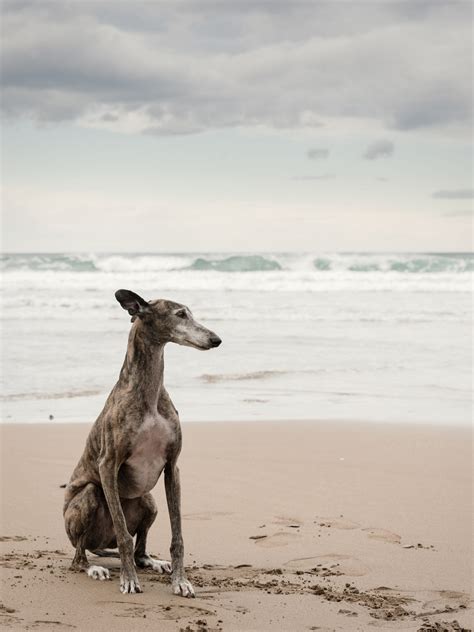 26 Calmest Dog Breeds Laid-Back – LBBJ