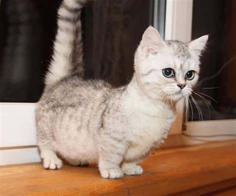 [100+] Munchkin Cat Wallpapers | Wallpapers.com