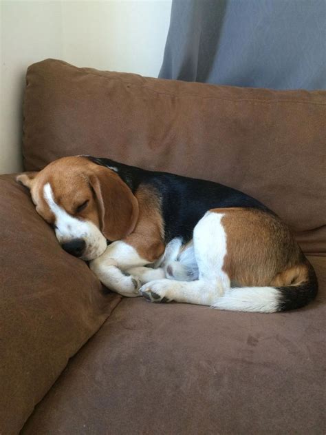 Different Types of Beagles You Should to Know #Beagles #TypesofBeagles ...