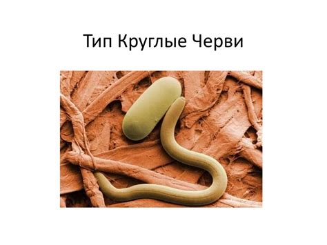 Тип Круглые Черви - презентация онлайн