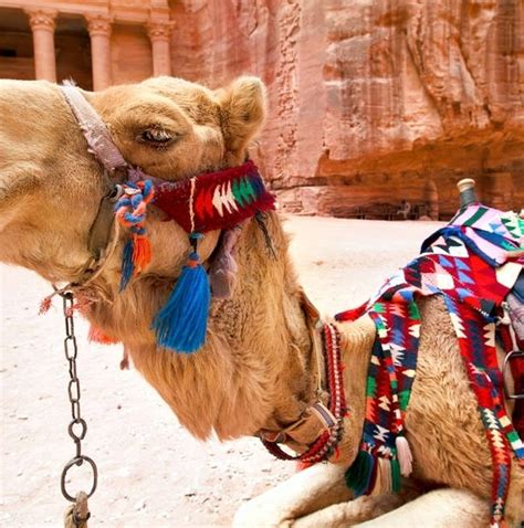 10 Best Cheap Jordan Tours & Trips 2026 - TourRadar