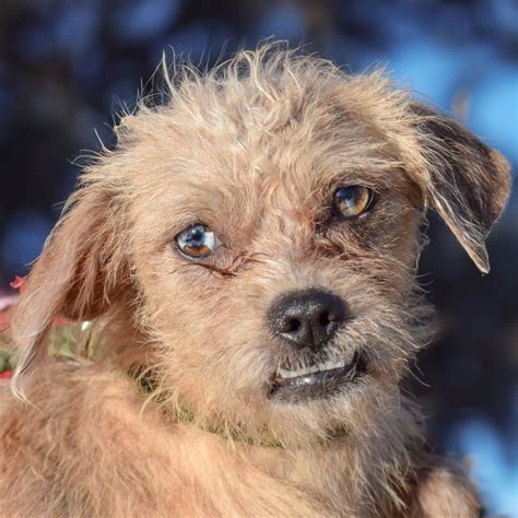 Butters - Animal House Shelter