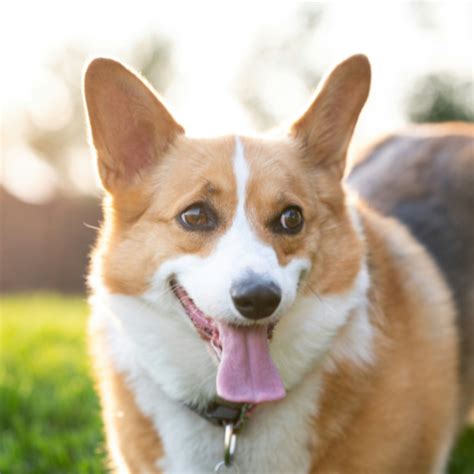 Cardigan Welsh Corgi Puppies | Select A Puppy