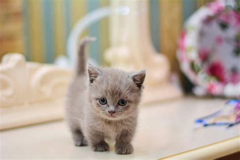 bring  munchkin cat home learn  facts pawtracks