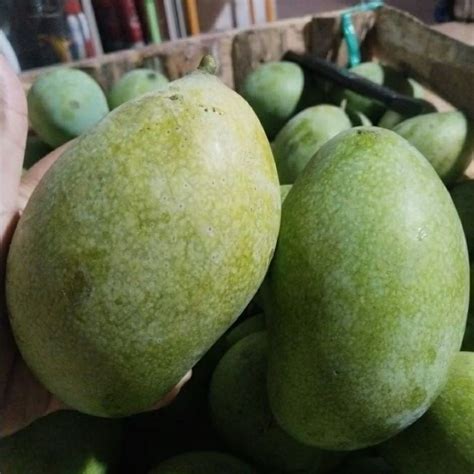 jual jumbo mangga manalagi madu isi  buah  kg shopee indonesia
