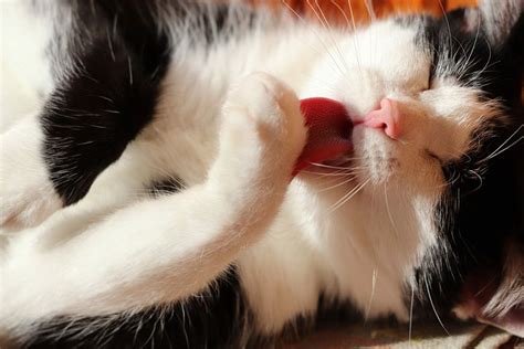 licking cat  pixabay