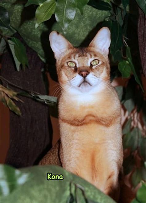 Maine Coon Cat Trees - Fantasy Cat Trees