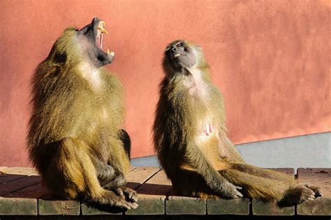 Wildlife Ape Baboon - Free photo on Pixabay - Pixabay
