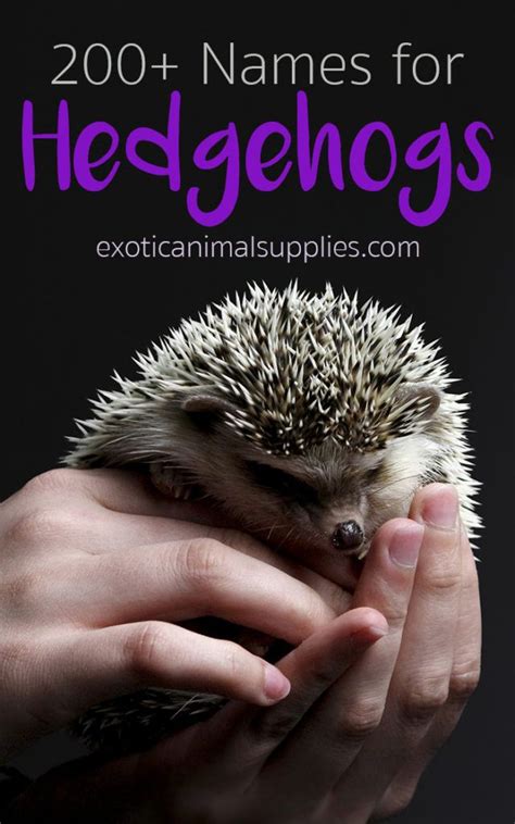 200+ Best Hedgehog Names for Girls & Boys | Hedgehog names, Hedgehog ...