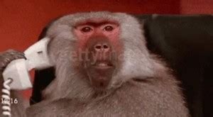 baboon gif - Создать мем - Meme-arsenal.com