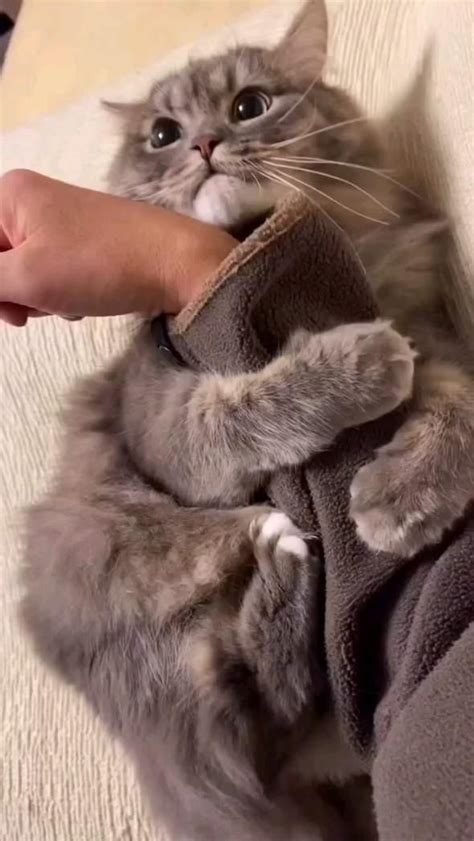 Pin di Taryn Sho su I tuoi Pin | Umorismo sugli animali domestici ...