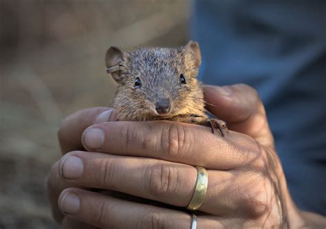 Extreme climate explained: Using drought projections in wildlife