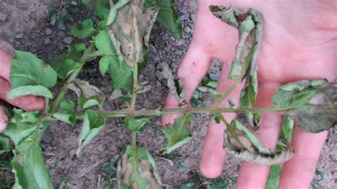 Sick potatoes--help! I need disease ID! :( (potatoes forum at permies)