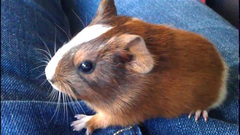 hoe oud wordt een cavia - DrBeckmann