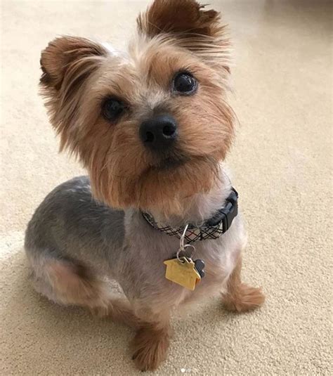 Fresh Different Haircuts For Yorkie Dogs Hairstyles Inspiration ...