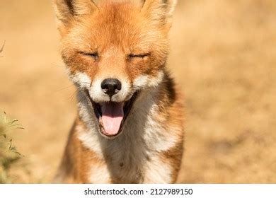 smiling fox royalty  images stock  pictures shutterstock