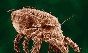 mosquito  canadian encyclopedia