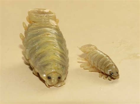 Cymothoa exigua или мокрица, пожирающая язык
