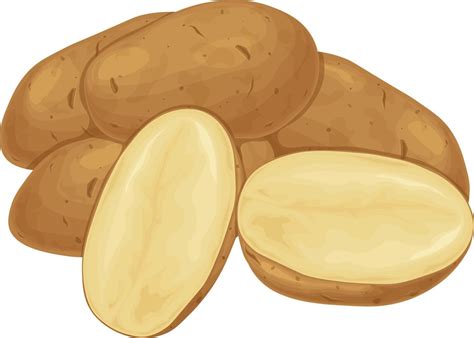 papa. tubérculos de patata. una verdura madura. producto vegetariano ...