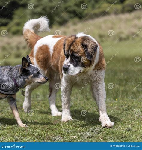 Two Young Happy Dogs Playing Outdoors Sniffing Each Other Stock Image