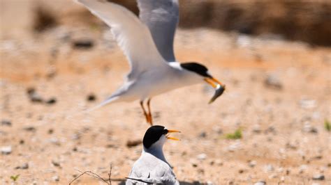 Wildlife officials: fireworks, dogs traumatize nesting birds, turtles