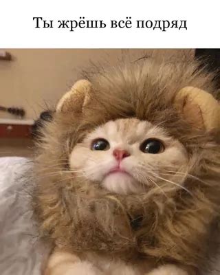 Синие котики (61 картинка)