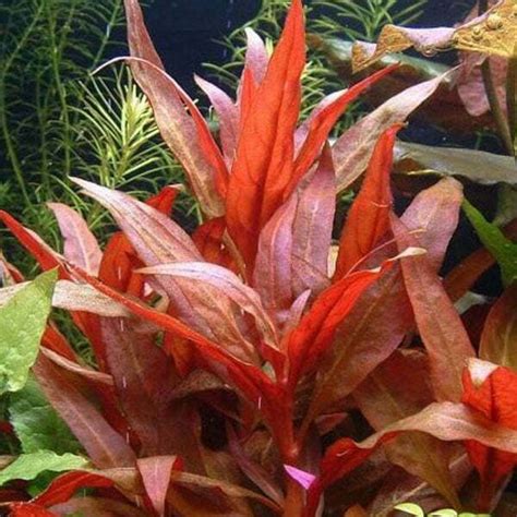 Alternanthera Reineckii 'Mini' for Sale in Online - Aquatic Plants for Sale