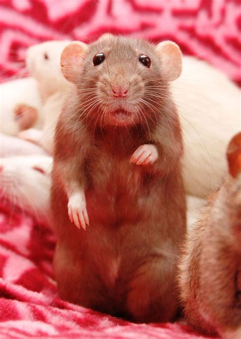 TinyPawPets | Cute rats, Pet rats, Cute animals