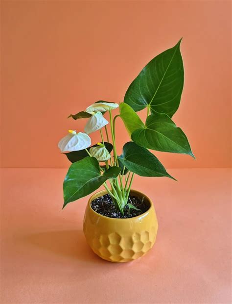 white anthurium plantcultcairo