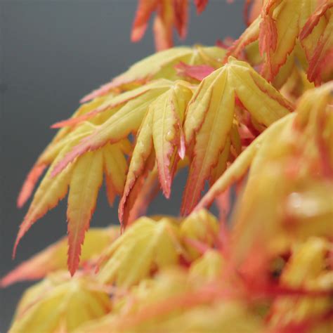 JAPANESE MAPLE "ACER PALMATUM KOTO HIME" 1-10