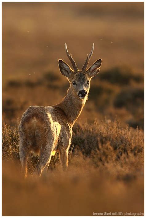Roe Deer | Roe deer, Deer, Deer photography