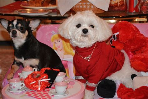 Bella Mia Celebrates Valentines Day | Hugs From Bella Mia