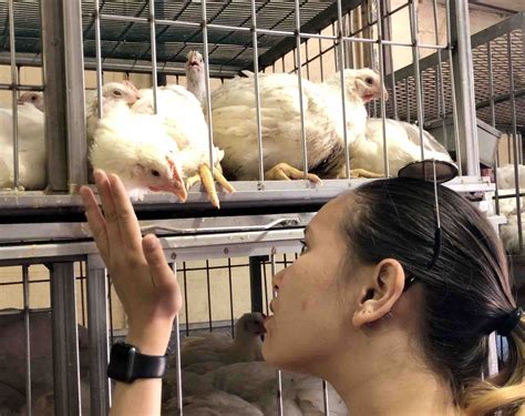 Activists Rescue Animals From NYC Slaughterhouse - Their Turn
