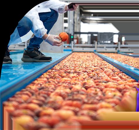 bachelors degree  food engineering mariano galvez university