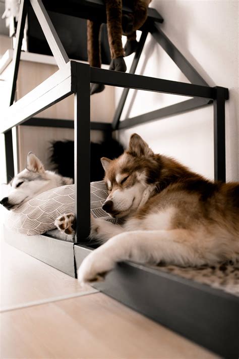 Naturheilverfahren Fur Hunde 8