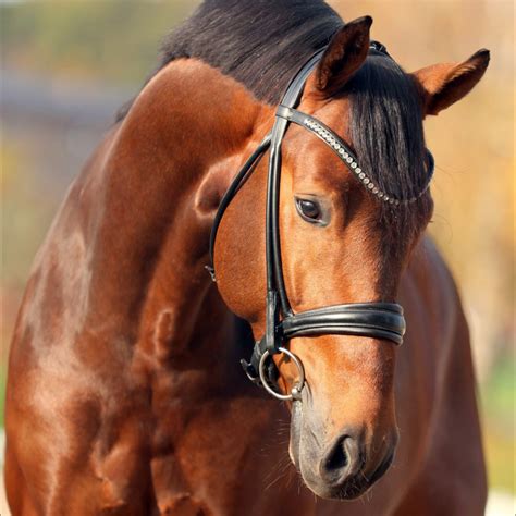 Elite Stallions - Stallion