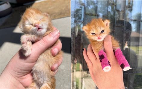 Tears as 'Tater Tot' the Kitten Born With Malformed Limbs Dies Suddenly ...