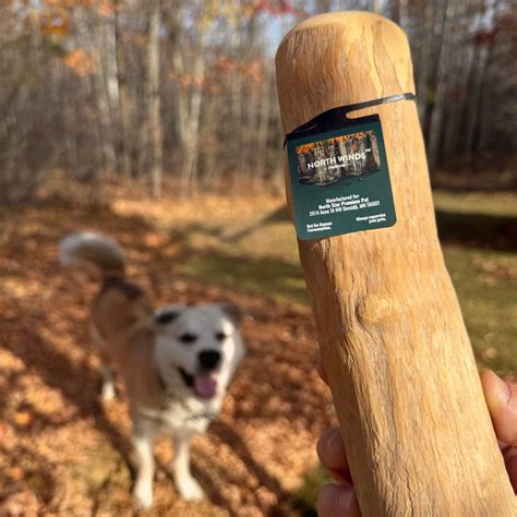 North Winds Premium Timberborn Coffee Wood - Medium Dog Chew, Case of