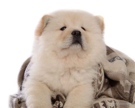 Chow Chow Wallpapers - Wallpaper Cave