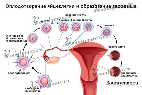 Как происходит оплодотворение