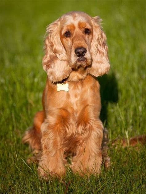 popular cocker spaniel mixes     breed atlas