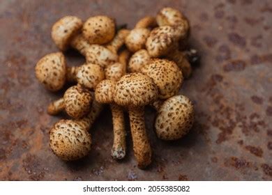 Honey Fungus Edible Mushrooms Delicious Healthy Stock Photo 2055385082 ...